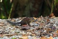 Cute common Tree Shrew walking on forest ground at FraserÃ¢â¬â¢s hill, Malaysia, Asia